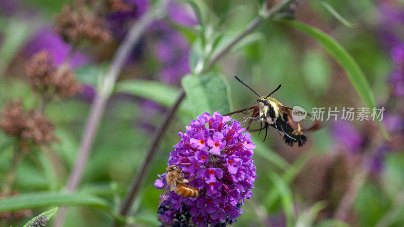 金银花狮身人面像(Hemaris diffinis)，雪莓清。